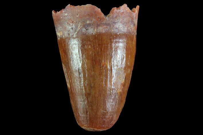 Cretaceous Fossil Crocodile Tooth - Morocco #72777